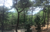 수목장