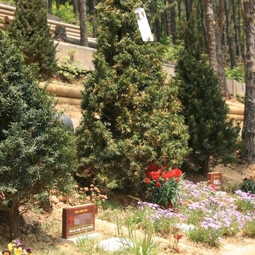 수목장 by 하늘향 추모공원