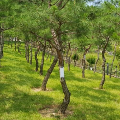 경기도광주가족수목장 by 하늘향 추모공원