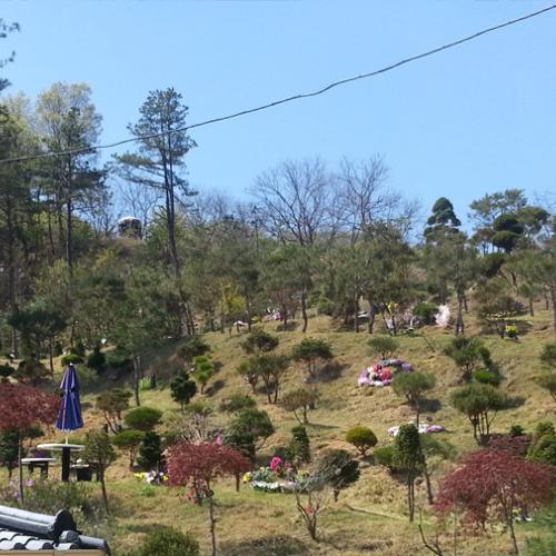 수목장가격비교 by 하늘향 추모공원