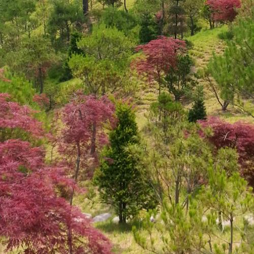 수목장 by 하늘향 추모공원